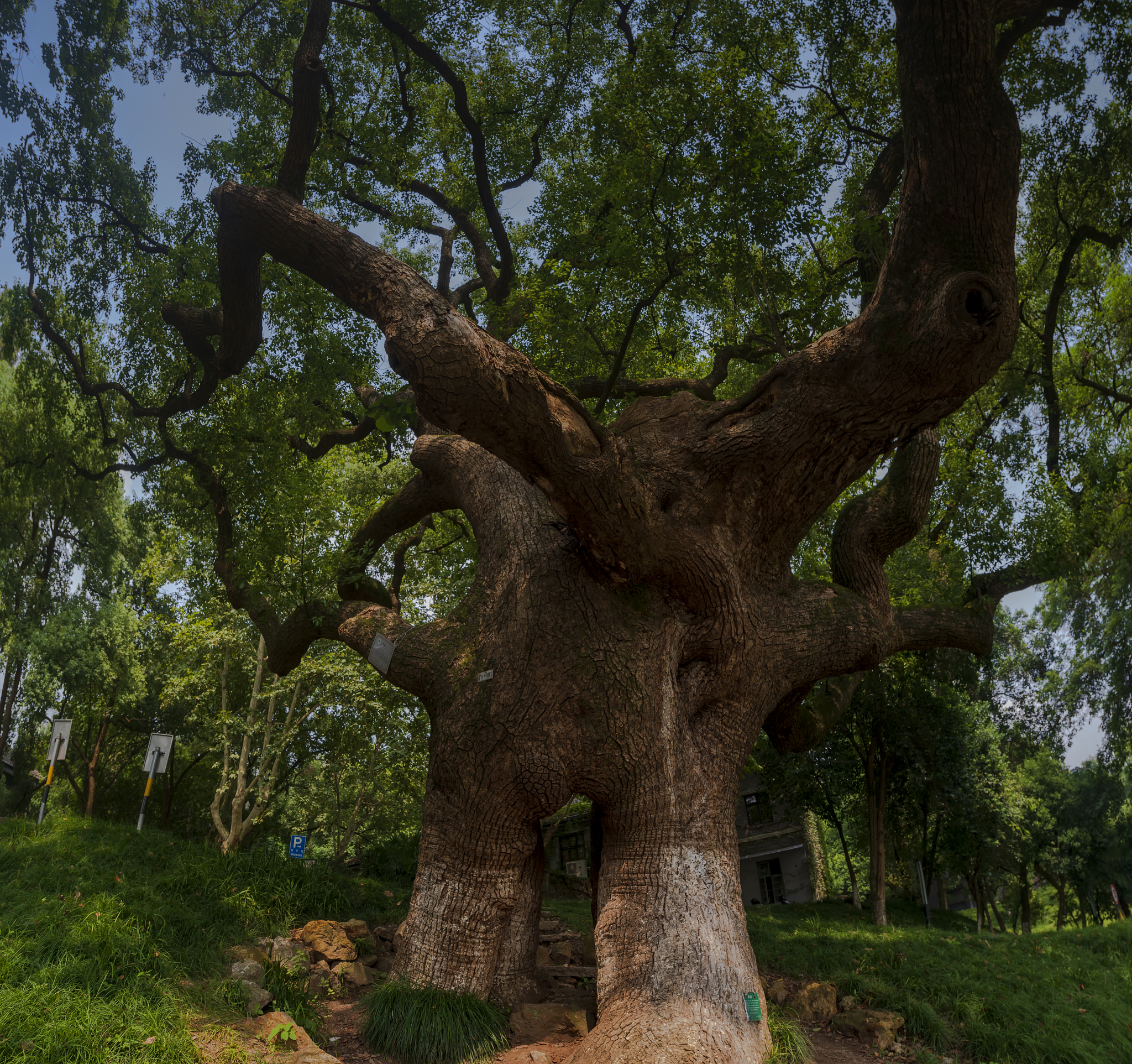 “广州地区樟树有疫情吗” 广东樟树？-第1张图片