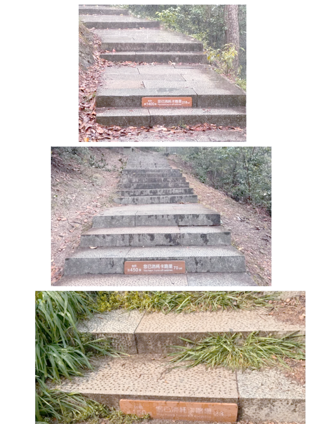 “蜀南竹海一日游攻略” 蜀南竹海一日游最佳路线？-第2张图片