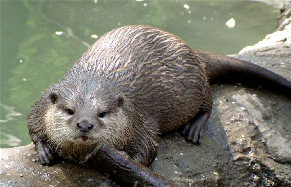 “水猴子为什么要拉人下水	” 水猴子拉人吗？-第1张图片