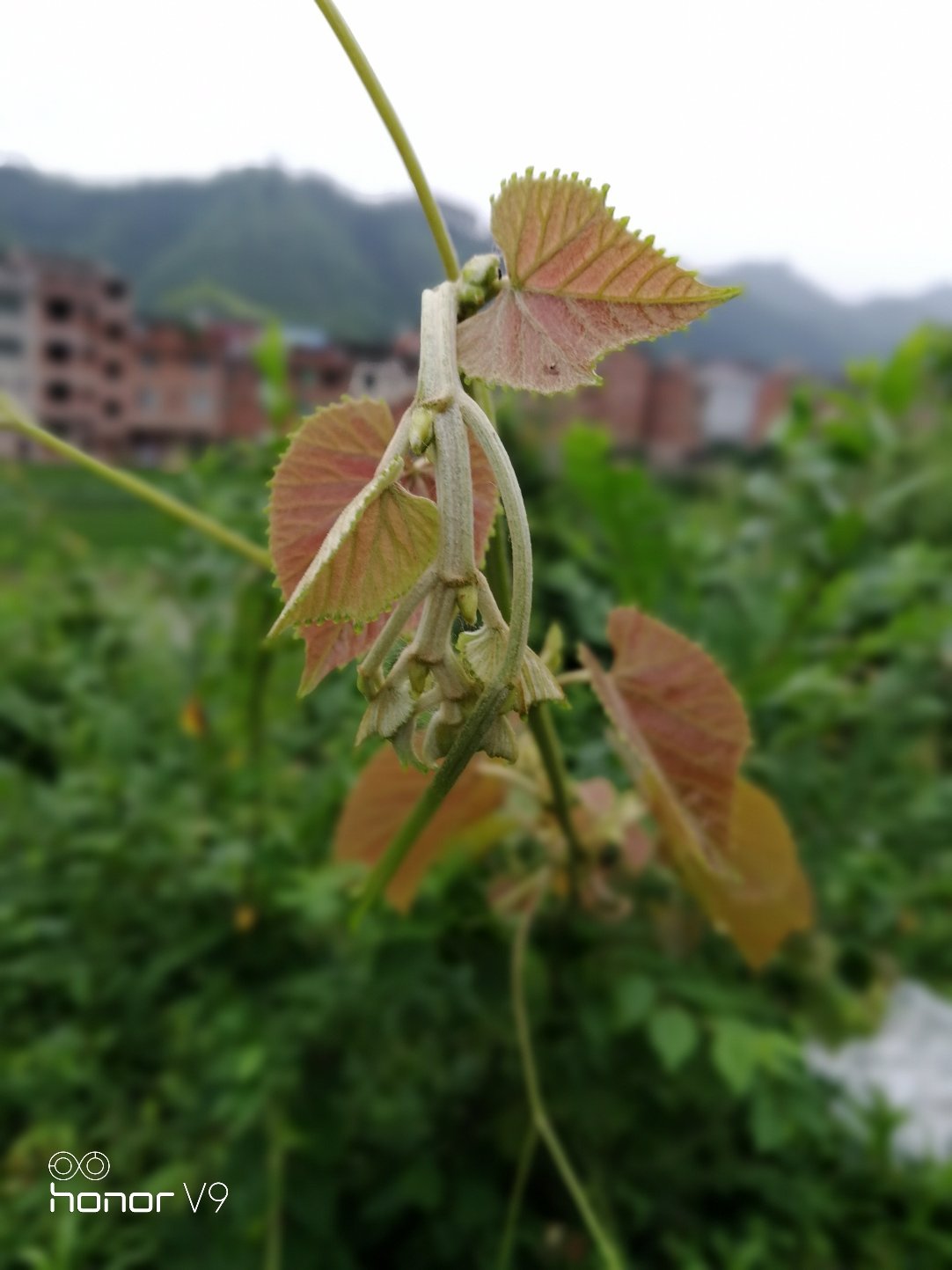 镇远天气镇远天气预报30天准确度高-第1张图片