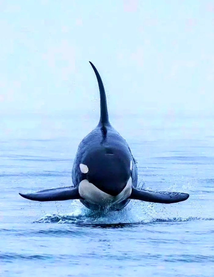 “伪虎鲸vs虎鲸	” 伪虎鲸vs虎鲸哪个厉害？-第2张图片