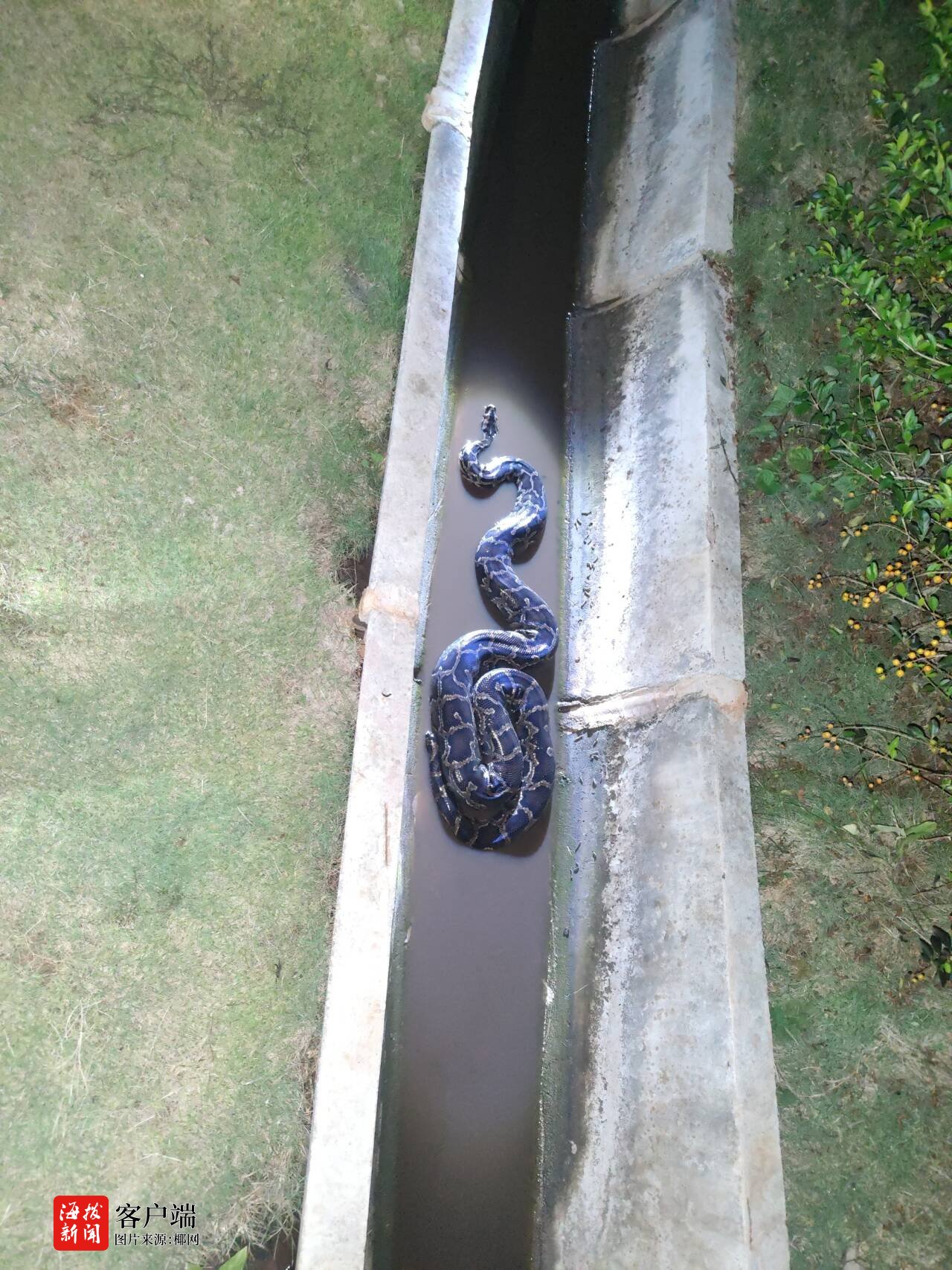 【挖山挖出大蛇/挖出大蛇当场吓死】-第1张图片